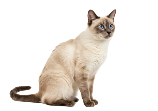 Siamese cat sitting isolated, beautiful blue-eyed pet on a transparent background