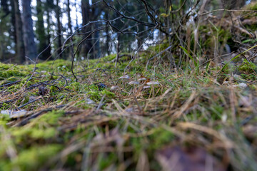 forest with mushrooms and yellowing foliage of trees, wildlife with plants and mushrooms in the autumn season