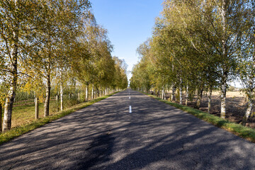 a highway with birch on the side of the road in the autumn season, tall birches growing along the highway during the autumn leaf fall
