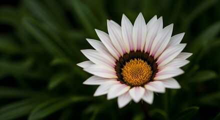 Fototapeta premium A closeup of a white gazania flower with a yellow center and dark background