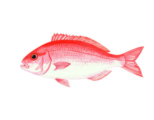 Fototapeta premium 真鯛の水彩イラスト