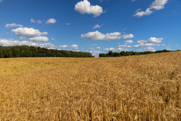 clouds and a field with rye during the ripening of a new crop of cereals, an agricultural field of golden light in the sunlight in the summer