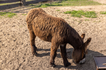 A brown donkey with long hair on the sand at the zoo, one pet donkey living on the zoo grounds in...