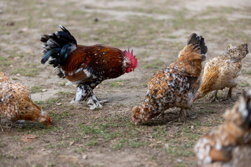 small young chickens with colorful plumage in the park, colorful chickens in search of food on the territory with trampled grass