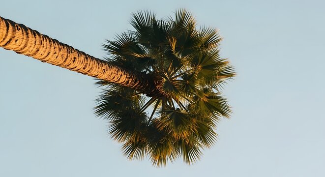 Looking up at a tall palm tree against a clear blue sky on a sunny day - Powered by Adobe