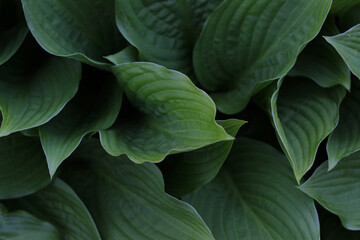 green plantain lilies leaves wallpaper