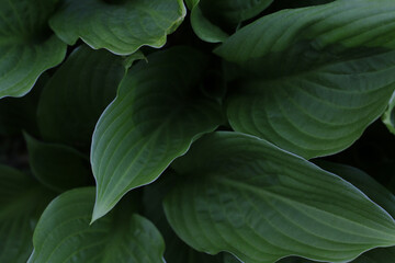 Obraz premium green plantain lilies leaves wallpaper