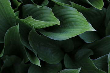 green plantain lilies leaves wallpaper