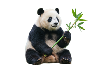 Giant panda holding bamboo isolated PNG, adorable bear with black and white fur on transparent background