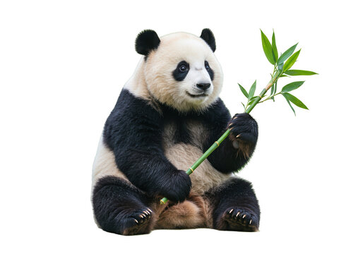 Giant panda holding bamboo isolated PNG, adorable bear with black and white fur on transparent background