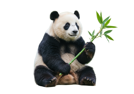 Giant panda holding bamboo isolated PNG, adorable bear with black and white fur on transparent background