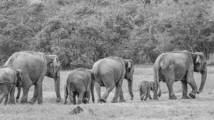Herd of elephants with baby elephants, Srilanka.