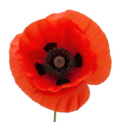 Wild red poppy in open field, delicate papery petals with black center, high-detail rural backdrop