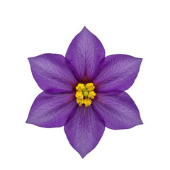 Wild nightshade bloom with star-shaped violet petals and yellow center, rustic hedgerow background