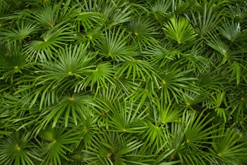 Stock image of lush green needle palm fronds background texture pattern