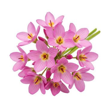 Dodecatheon clusters of reflexed pink blossoms, wild prairie backdrop, highly detailed petals