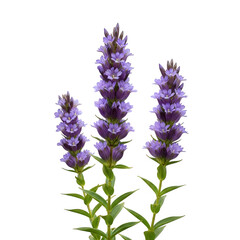 Obraz premium Autumn gentian in soft purple, clustered upright blossoms, mountain slope background