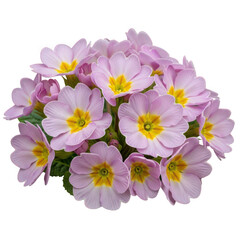 Obraz premium Aurora primrose in pale lilac-pink, clustered blossoms with golden throats, garden setting