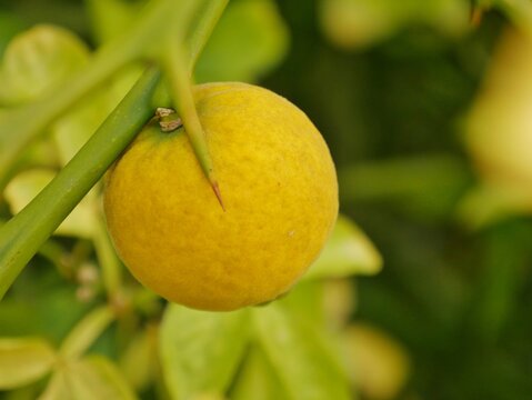 Dreibl&auml;ttrige Orange (Poncirus trifoliata) am Strauch

