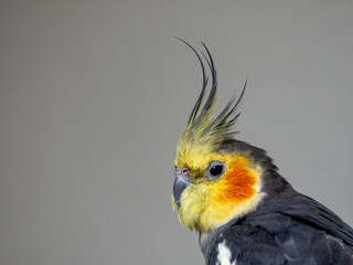 オカメインコの横顔