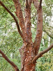 Arboretum Ellerhoop mit Ahornbaum