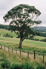 A lone tree with sprawling branches standing in a green field, enclosed by a wooden fence under a cloudy sky