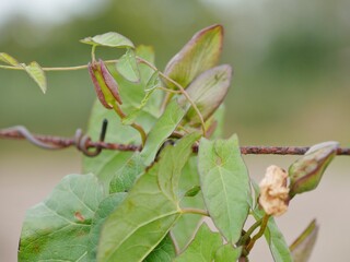 Wicke rankt am Stacheldrahtzaun