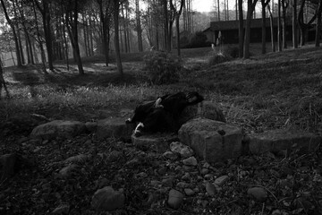 A young woman in black clothing relaxing on stones in a serene forest setting.