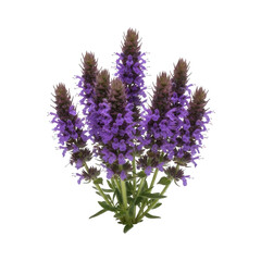 Naklejka premium Ancient hyssop flowers in deep purple clusters, upright stalks with fine detail, rustic herbal garden setting