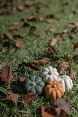 Fototapeta premium ハロウィーンピクニック