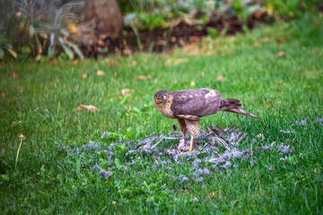 Sperber beim Zerlegen seiner Beute im Garten