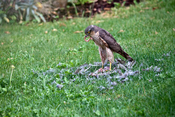 Sperber beim Fressen seiner Beute im Garten