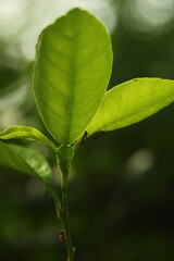Vibrant Backlit Green Leaf Cluster with Tiny Ants Against a Bright Sunlight Bokeh Background

