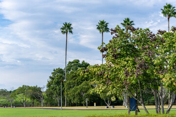 Fototapeta premium 青空の跡江公園