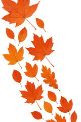 Obraz premium Realistic Autumn Leaves diagonal sweep from top-left to bottom-right