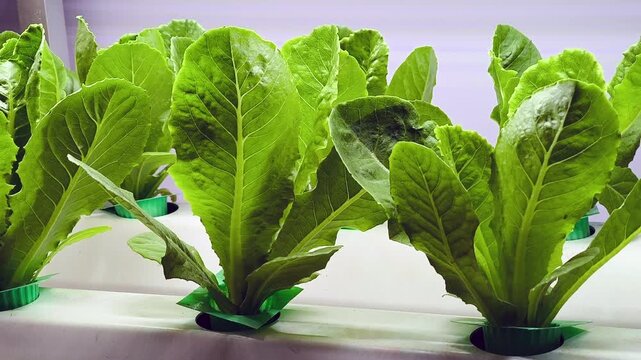 Close-up of a Hydroponic lettuce in a hydroponic pipe.