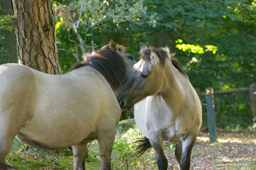 two Konik ponies grooming each other, two Konik ponies licking each other, caresses between two horses, wild Konik horses, Equus ferus caballus © Rebecca