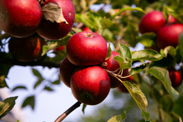 Red apples in an organic garden outside Copenhagen, Denmark.