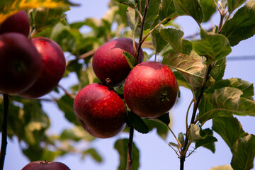 Red apples in an organic garden outside Copenhagen, Denmark.