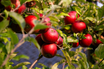 Red apples in an organic garden outside Copenhagen, Denmark.