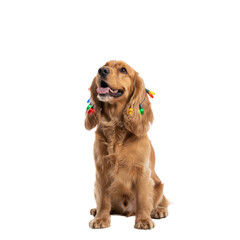 PNG cut out isolated background. A studio portrait of a happy Cocker Spaniel dog sitting with a string of colorful Christmas lights tangled in its ears. 