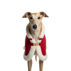 PNG cut out isolated background. A studio portrait of an elegant Greyhound or Whippet dog standing while wearing a red and white Santa Claus cape. 