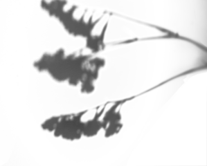 A flower silhouette shadow isolated on a white background.