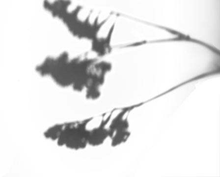 A flower silhouette shadow isolated on a white background.