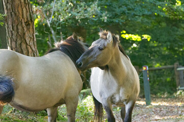 Two Konik horses grooming each other and cleaning their coats, two horses licking each other's coats, Koniks exchanging affection, curious Konik ponies in the wild, Equus ferus caballus © Rebecca