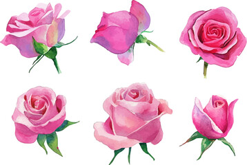 pink roses isolated on white