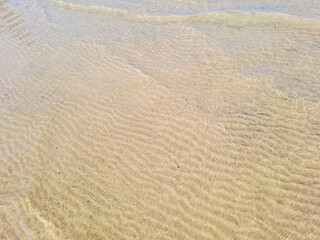 Top view of sandy beach texture with prints of exotic seashells and sea crabs