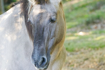 gentle look of a Konik from the side, close-up eyes of a horse, loving eyes of a Konik pony, brown eyes of a horse, Konik in the wild, Equus ferus caballus © Rebecca