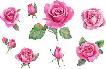 Fototapeta premium watercolor set of pink roses flowers