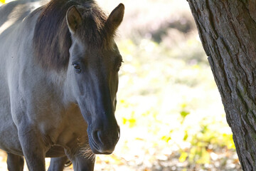 Gentle gaze of a Konik horse from the front, darker Konik horse next to a tree, loving eyes of a Konik pony, brown eyes of a horse, horse in the wild, Equus ferus caballus © Rebecca